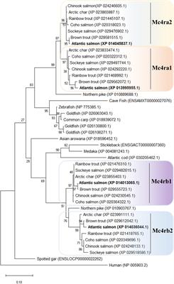 The Melanocortin System in Atlantic Salmon (Salmo salar L.) and Its Role in Appetite Control